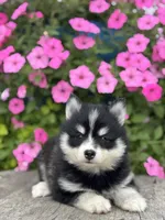Tina, a female Pomsky for sale in Shipshewana, IN – 2 of 3