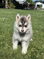Zara, a female Pomsky for sale in Shipshewana, IN – 3 of 3