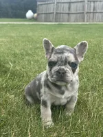 Matt, a male French Bulldog for sale in Shipshewana, IN – 2 of 3