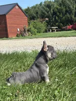 Ryder, a male French Bulldog for sale in Shipshewana, IN – 2 of 4