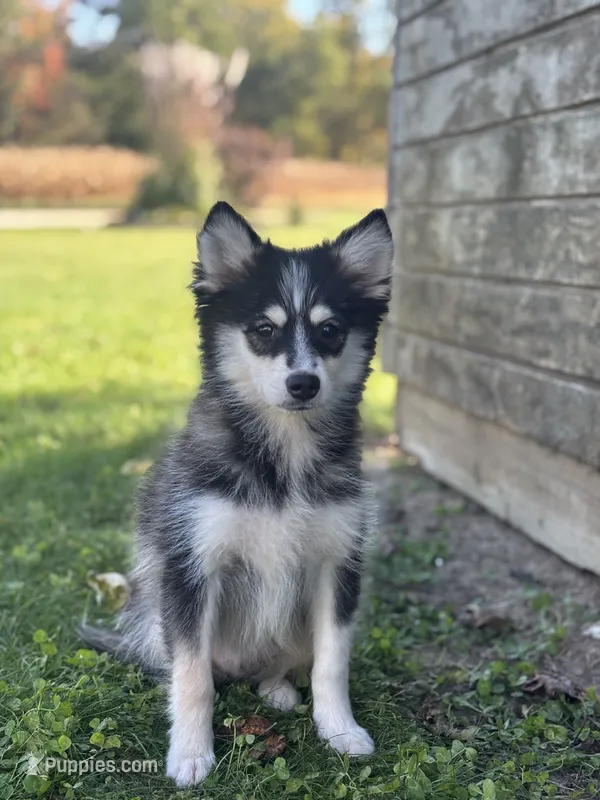 Donald – Pomsky puppy for sale in Shipshewana, IN
