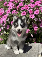 Carlos, a male Pomsky for sale in Shipshewana, IN – 3 of 3