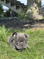 Selene, a female French Bulldog for sale in Shipshewana, IN – 4 of 4