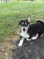 Rick, a male Pembroke Welsh Corgi and Siberian Husky for sale in Shipshewana, IN – 2 of 6