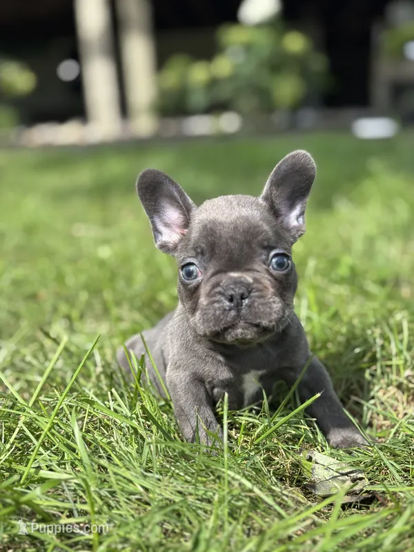Seth – French Bulldog puppy for sale in Shipshewana, IN