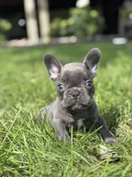 Seth, a male French Bulldog for sale in Shipshewana, IN – 1 of 3