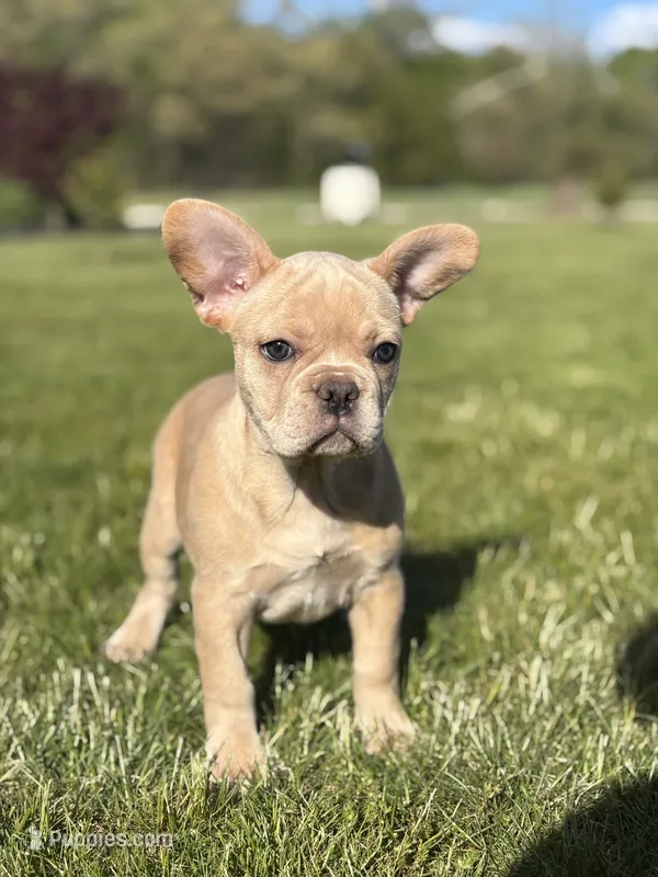 Heidi – French Bulldog puppy for sale in Shipshewana, IN