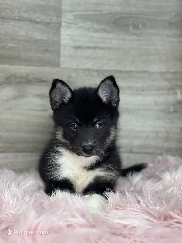 Emery – Pomsky puppy for sale in Shipshewana, IN