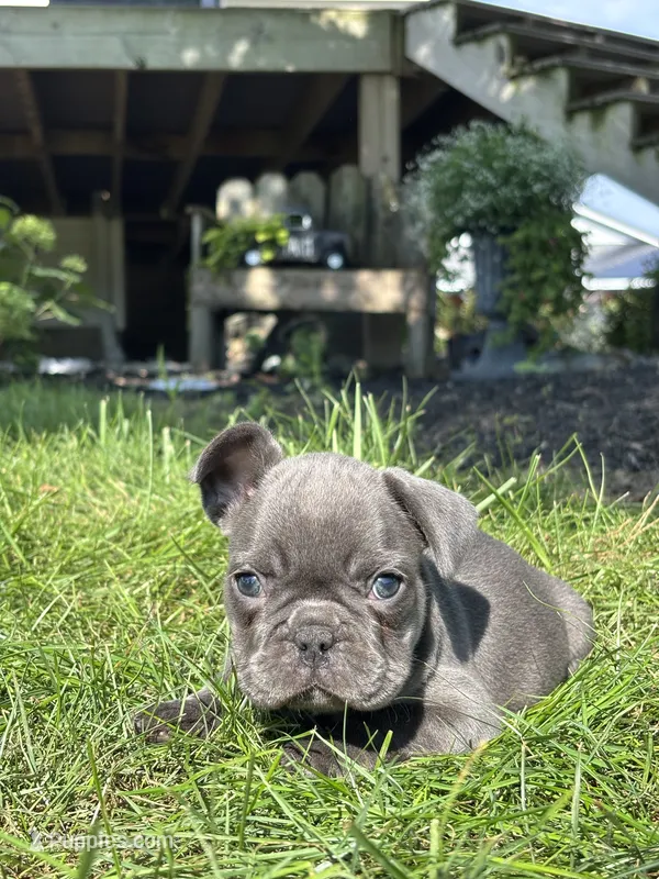 Selene – French Bulldog puppy for sale in Shipshewana, IN