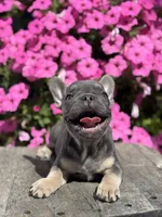Ryder, a male French Bulldog for sale in Shipshewana, IN – 3 of 4