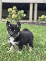 Ezra, a male Pomsky for sale in Shipshewana, IN – 3 of 3
