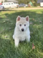 Milo, a male Pomsky for sale in Shipshewana, IN – 2 of 7