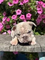 Zendaya, a female French Bulldog for sale in Shipshewana, IN – 3 of 4