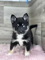 Ezra, a male Pomsky for sale in Shipshewana, IN – 1 of 3