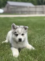 Sterling, a female Pomsky for sale in Shipshewana, IN – 3 of 3