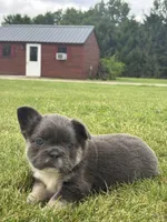Mariah, a male French Bulldog for sale in Shipshewana, IN – 2 of 3