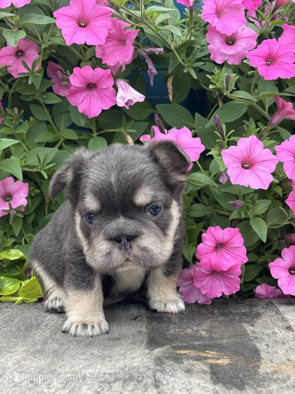 Mason – French Bulldog puppy for sale in Shipshewana, IN