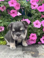 Mason, a male French Bulldog for sale in Shipshewana, IN – 1 of 3