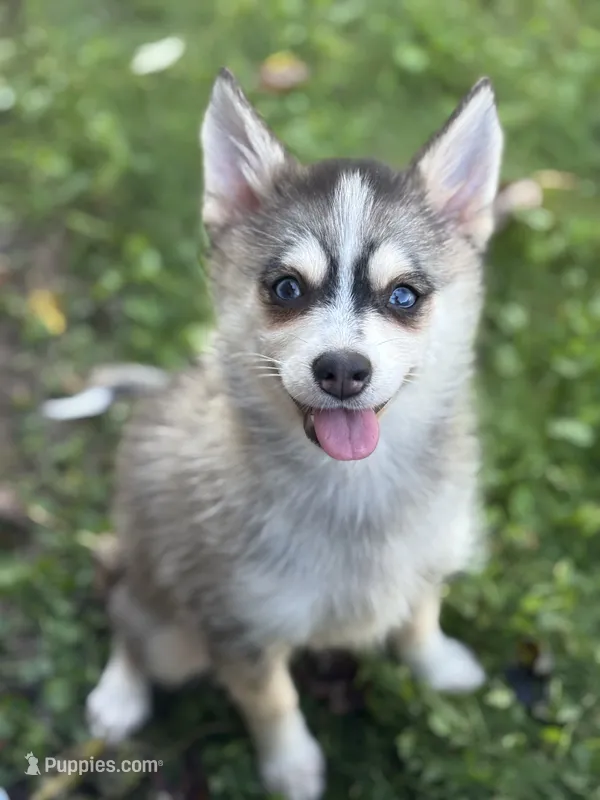 Dorthy – Pomsky puppy for sale in Shipshewana, IN