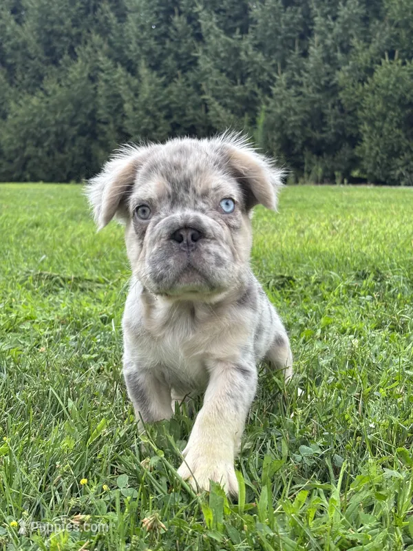 Miles – French Bulldog puppy for sale in Shipshewana, IN