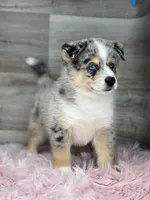 Edward, a male Pomsky for sale in Shipshewana, IN – 2 of 3