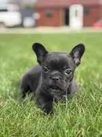 Happy, a female French Bulldog for sale in Shipshewana, IN – Photo 3 of 4