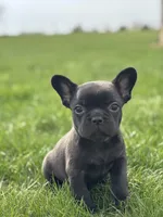 Happy, a female French Bulldog for sale in Shipshewana, IN – Photo 2 of 4