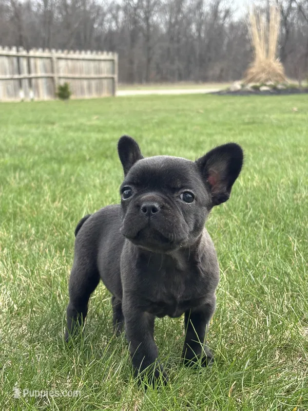 Happy – French Bulldog puppy for sale in Shipshewana, IN