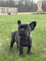 Happy, a female French Bulldog for sale in Shipshewana, IN – Photo 1 of 4