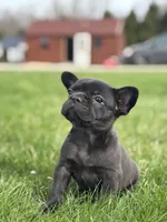 Happy, a female French Bulldog for sale in Shipshewana, IN – Photo 4 of 4