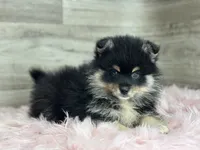 Sawyer, a male Pomsky for sale in Shipshewana, IN – 2 of 3
