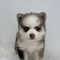 Hadley, a female Pomsky for sale in Shipshewana, IN – Photo 1 of 4