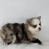 Hadley, a female Pomsky for sale in Shipshewana, IN – Photo 4 of 4