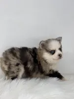 Hadley, a female Pomsky for sale in Goshen, IN – Photo 4 of 4