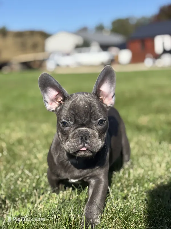Seth – French Bulldog puppy for sale in Shipshewana, IN