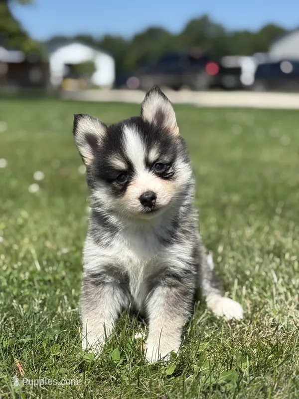 Carlos – Pomsky puppy for sale in Shipshewana, IN