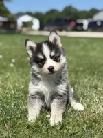 Carlos, a male Pomsky for sale in Shipshewana, IN – 1 of 3