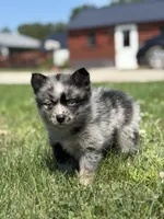 Geneva, a female Pomsky for sale in Shipshewana, IN – 2 of 3