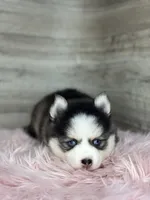 Alice, a female Pomsky for sale in Shipshewana, IN – 2 of 3