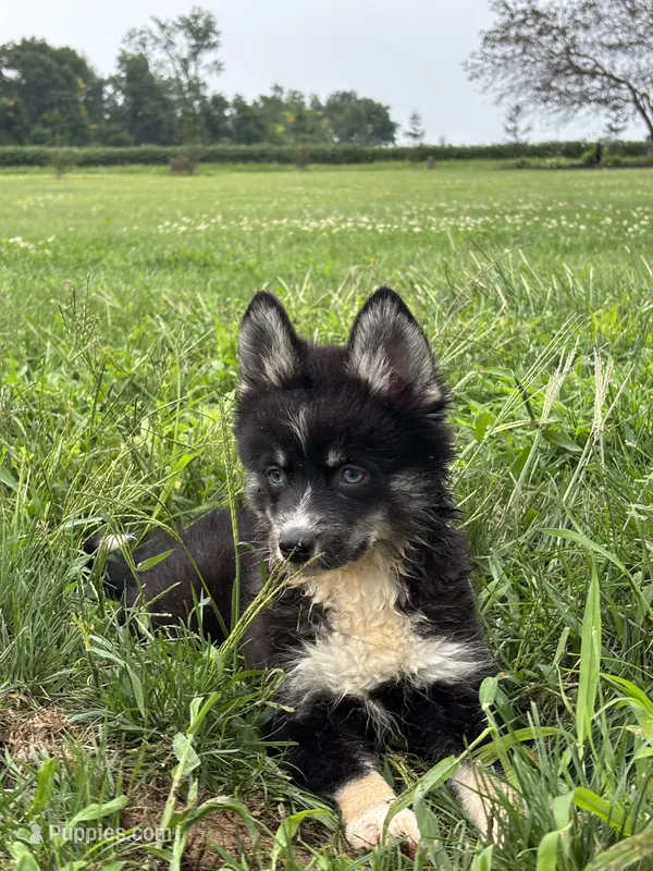 Catalina – Pomsky puppy for sale in Shipshewana, IN