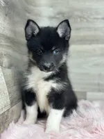 Emery, a female Pomsky for sale in Shipshewana, IN – 2 of 3