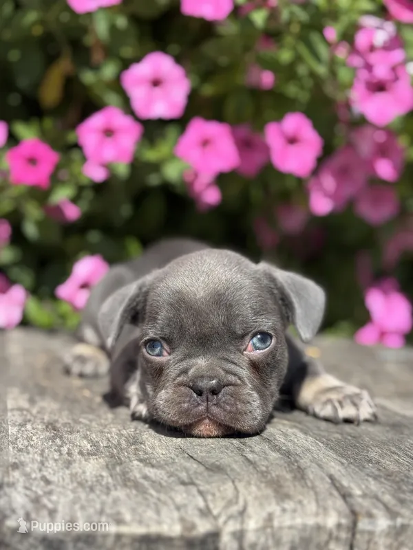 Kayden – French Bulldog puppy for sale in Shipshewana, IN