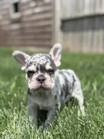 Owen, a male French Bulldog for sale in Shipshewana, IN – 3 of 3