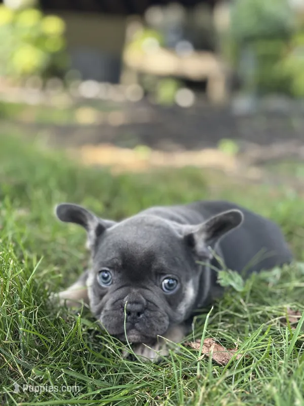 Kayla – French Bulldog puppy for sale in Shipshewana, IN