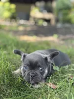 Kayla, a female French Bulldog for sale in Shipshewana, IN – 1 of 3