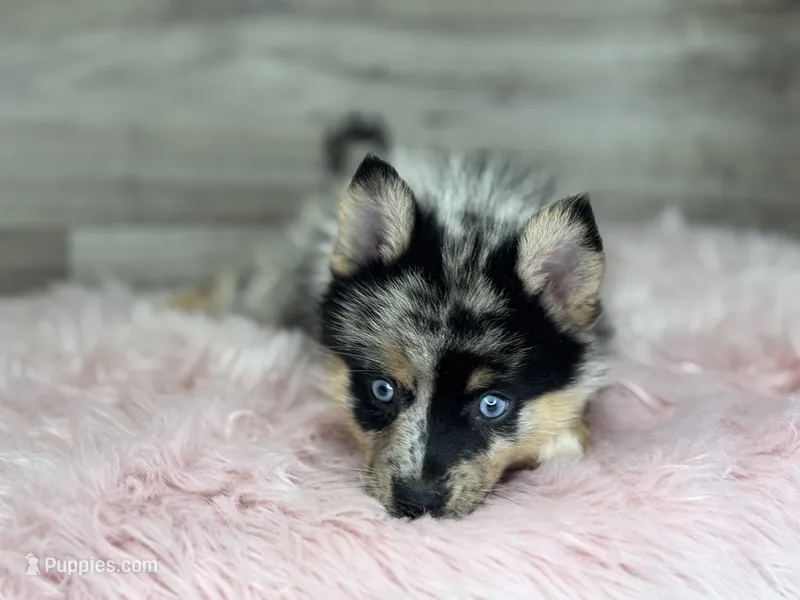 Savannah – Pomsky puppy for sale in Shipshewana, IN