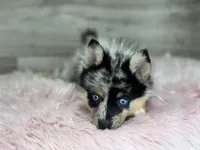 Savannah, a female Pomsky for sale in Shipshewana, IN – 1 of 3