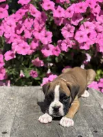 Mia, a male Boxer for sale in Shipshewana, IN – 2 of 3
