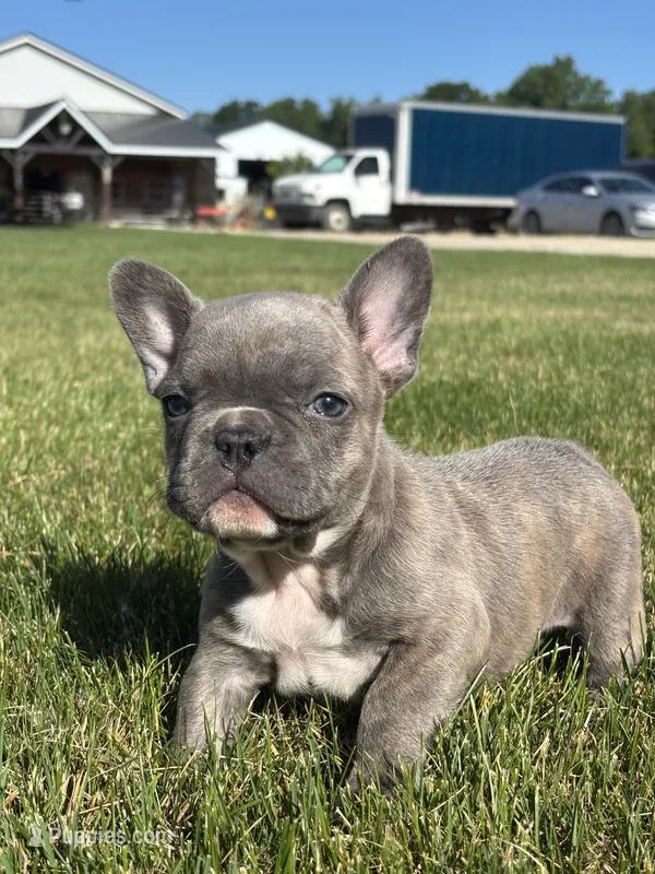 Rachel – French Bulldog puppy for sale in Shipshewana, IN