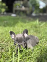 Seth, a male French Bulldog for sale in Shipshewana, IN – 2 of 3